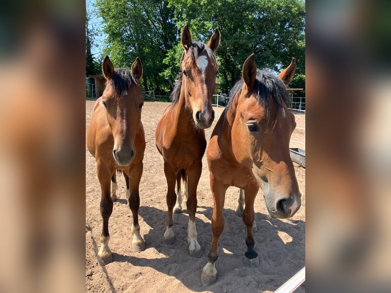 Freiberger Gelding 2 years 15,2 hh Brown in Eltmann