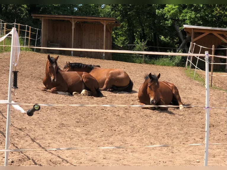 Freiberger Gelding 2 years 15,2 hh Brown in Eltmann