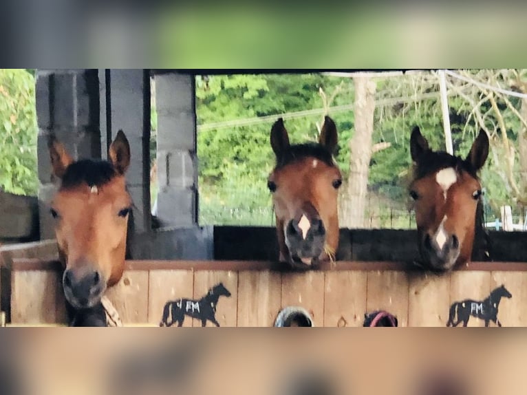 Freiberger Gelding 2 years 15,2 hh Brown in Eltmann