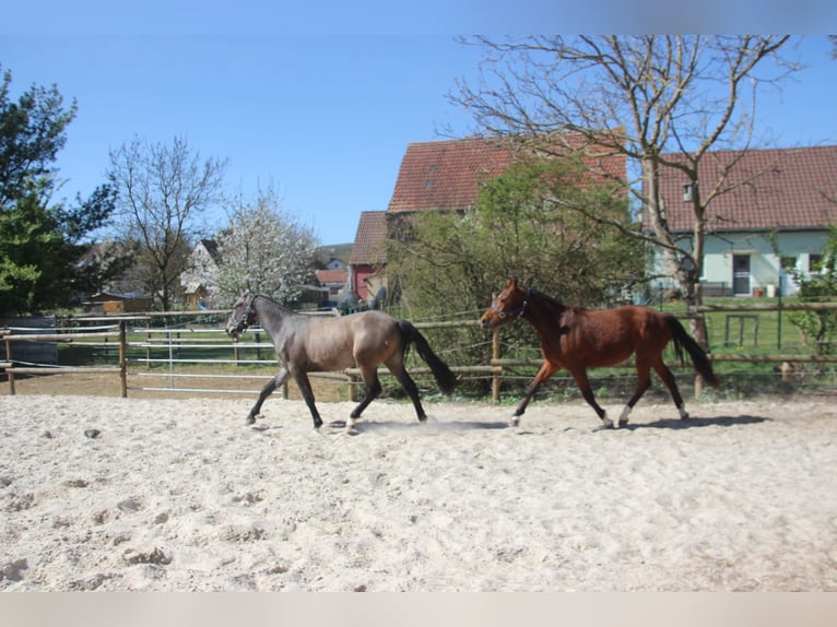 Freiberger Gelding 2 years 15,2 hh Grey in B&#xF6;rrstadt