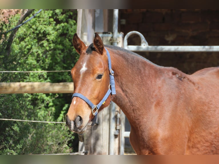 Freiberger Gelding 2 years 15,2 hh Grey in B&#xF6;rrstadt