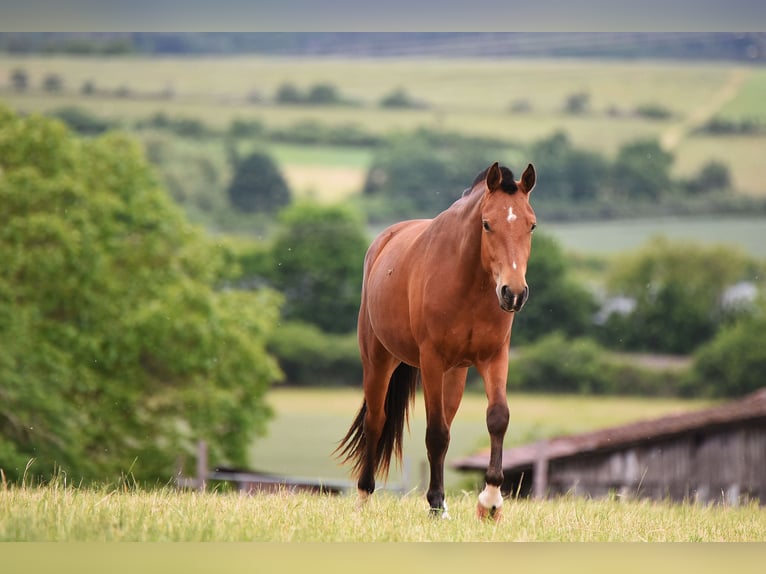 Freiberger Gelding 2 years 15,2 hh Grey in B&#xF6;rrstadt