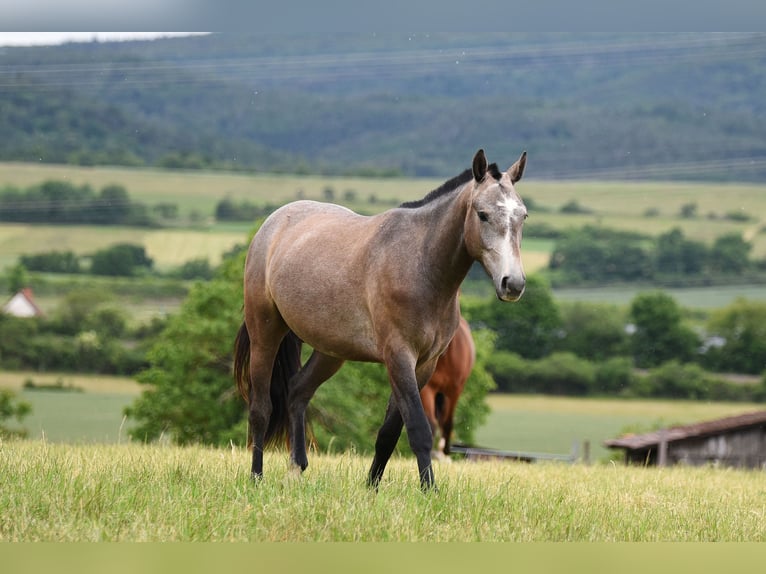Freiberger Gelding 2 years 15,2 hh Grey in B&#xF6;rrstadt