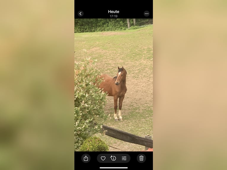 Freiberger Gelding 2 years 16 hh Brown in Vilshofen