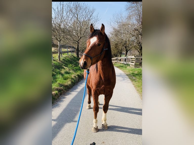 Freiberger Gelding 2 years 16 hh Brown in Vilshofen
