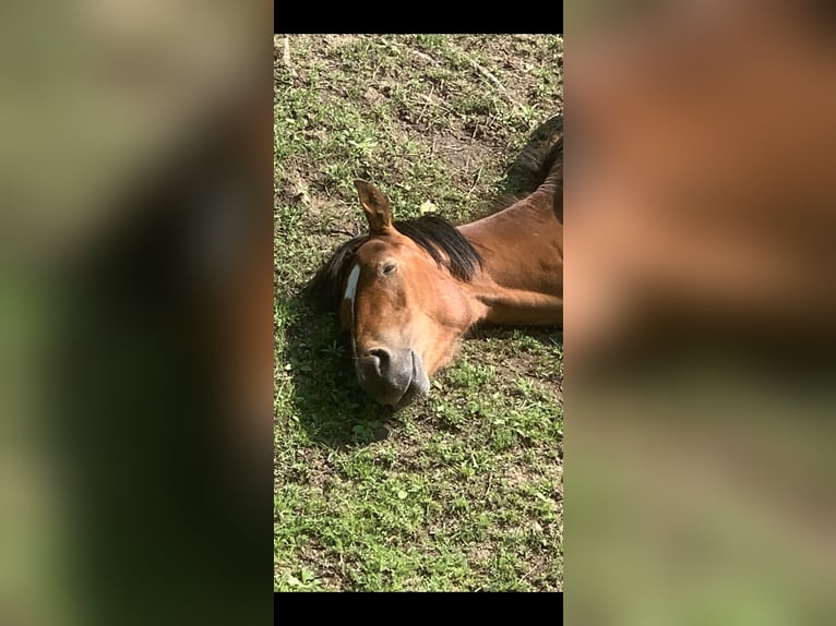 Freiberger Gelding 2 years 16 hh Brown in Vilshofen