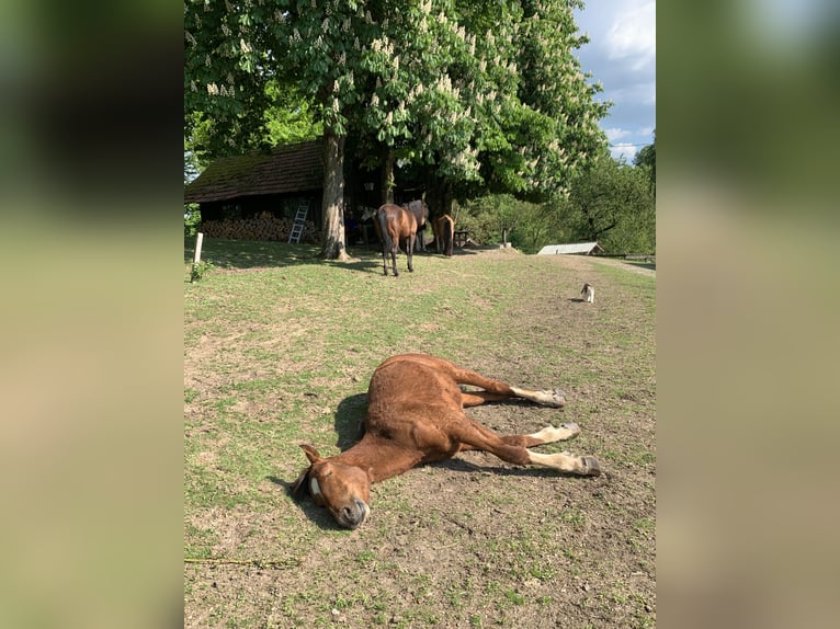 Freiberger Gelding 2 years 16 hh Brown in Vilshofen