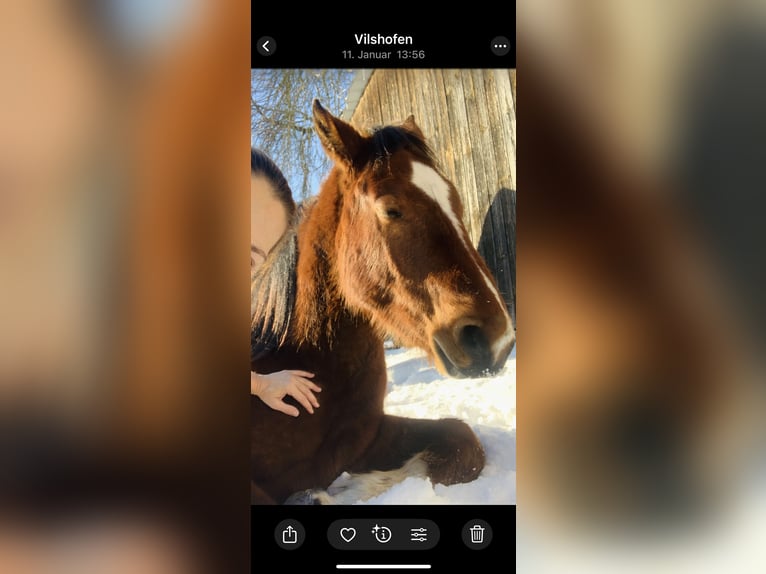 Freiberger Gelding 2 years 16 hh Brown in Vilshofen