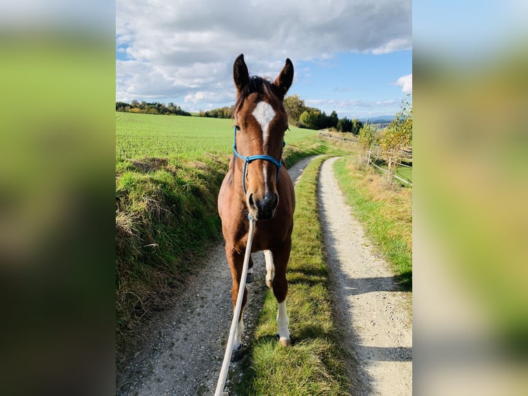 Freiberger Gelding 2 years 16 hh Brown in Vilshofen