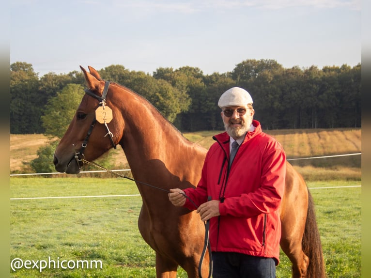 Freiberger Gelding 3 years 14,3 hh Brown in Saint-Denis