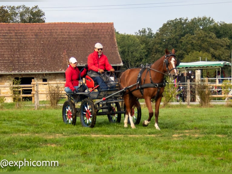 Freiberger Gelding 3 years 14,3 hh Brown in Saint-Denis