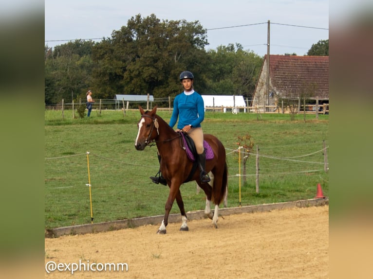 Freiberger Gelding 3 years 14,3 hh Brown in Saint-Denis