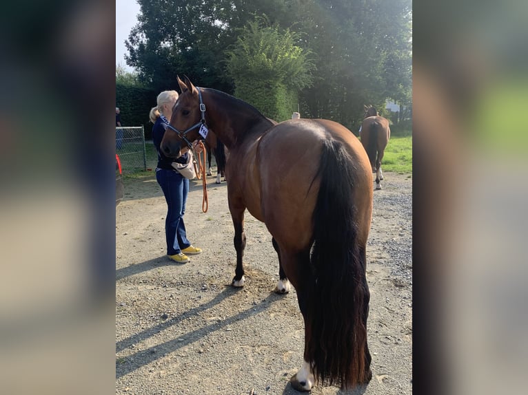 Freiberger Gelding 3 years 14,3 hh Brown in Bernay