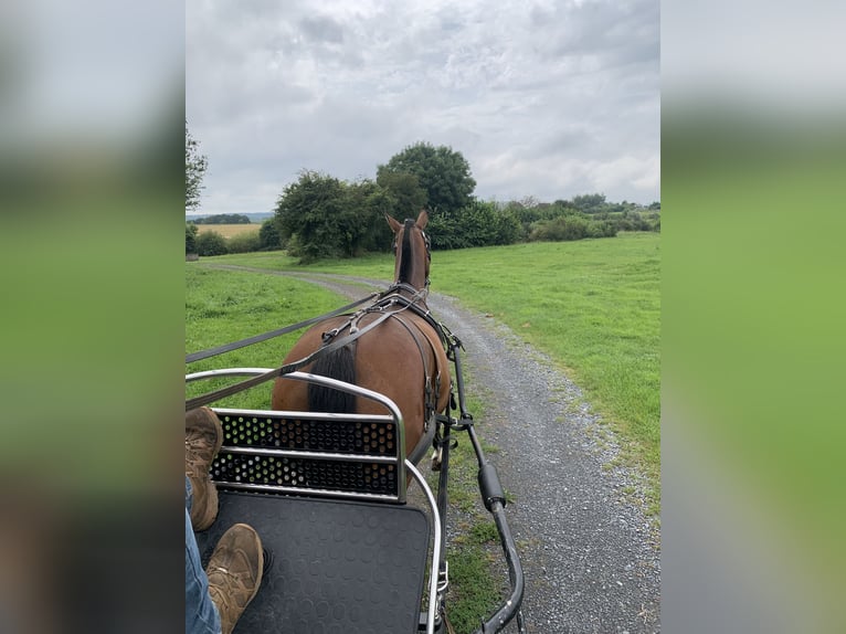 Freiberger Gelding 3 years 14,3 hh Brown in Bernay