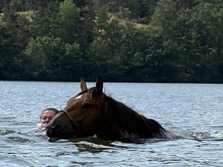 Freiberger Gelding 3 years 14,3 hh Brown in Gießen