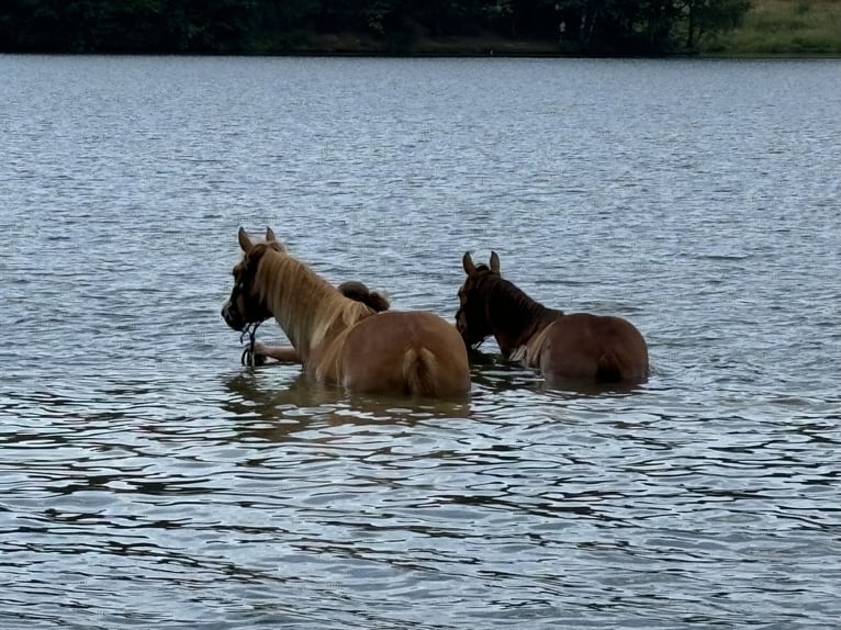 Freiberger Gelding 3 years 14,3 hh Brown in Gießen