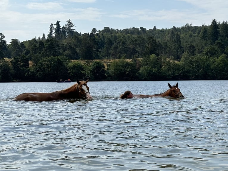Freiberger Gelding 3 years 14,3 hh Brown in Gießen
