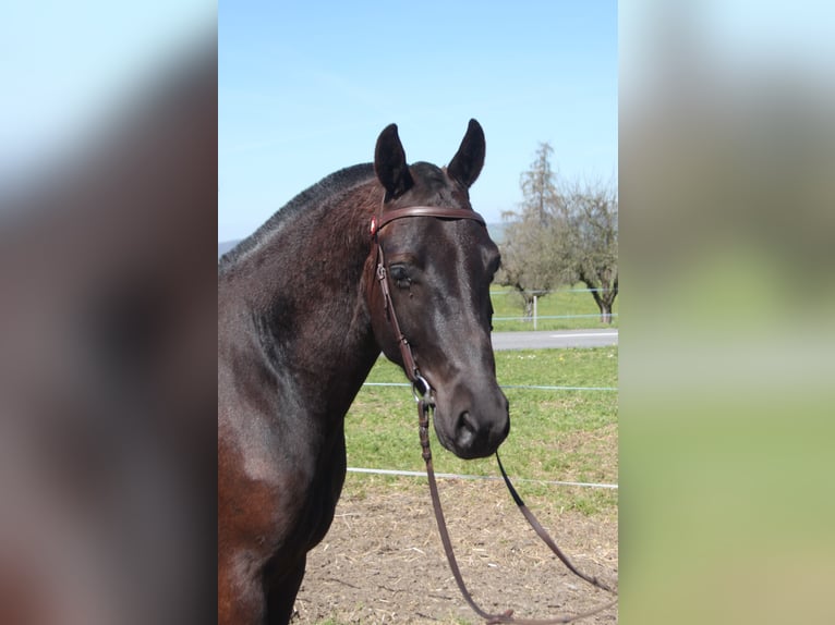 Freiberger Gelding 3 years 15.1 hh Bay-Dark in Schönholzerswilen