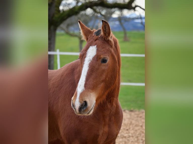 Freiberger Gelding 3 years 15.1 hh Brown in Arnegg