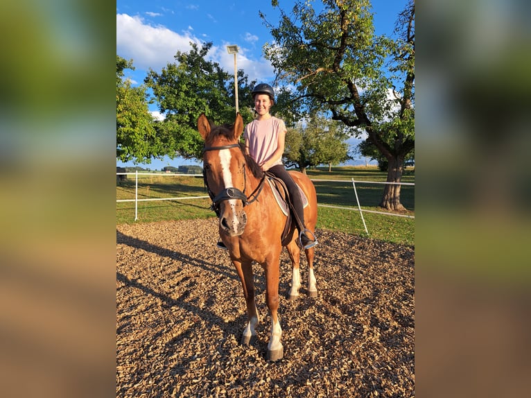 Freiberger Gelding 3 years 15.1 hh Brown in Arnegg