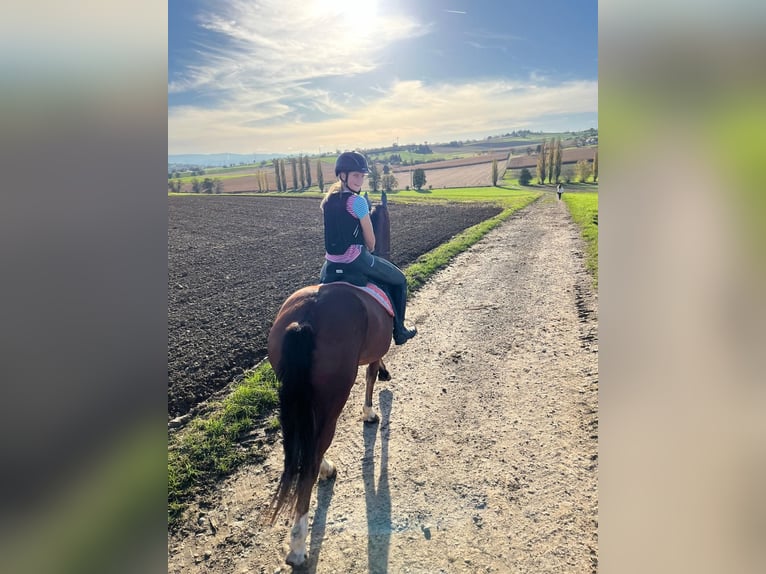 Freiberger Gelding 3 years 15,1 hh Brown in Rümmingen