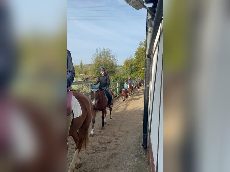 Freiberger Gelding 3 years 15,1 hh Brown in Rümmingen