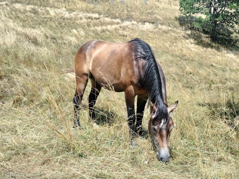 Freiberger Gelding 3 years 15.1 hh Brown in Glis