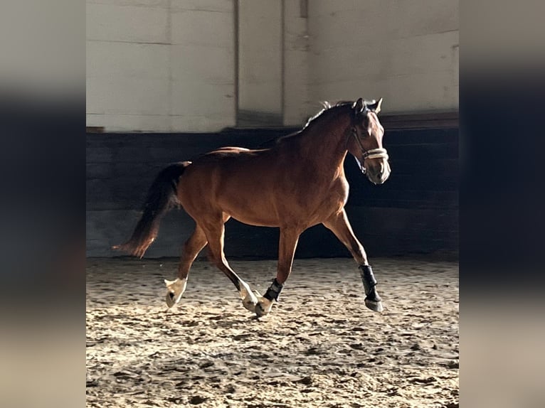 Freiberger Gelding 3 years 15.1 hh Brown in Kleinheubach