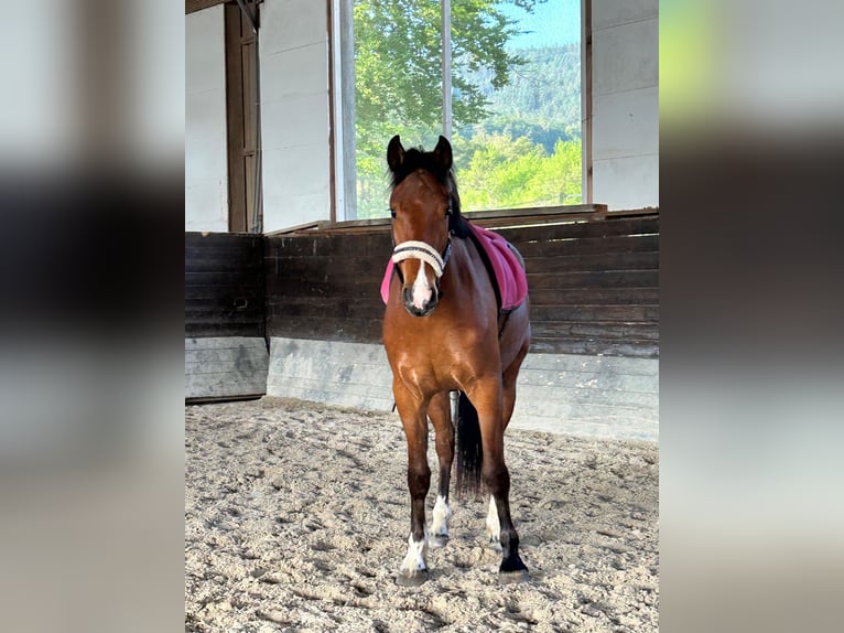 Freiberger Gelding 3 years 15.1 hh Brown in Kleinheubach