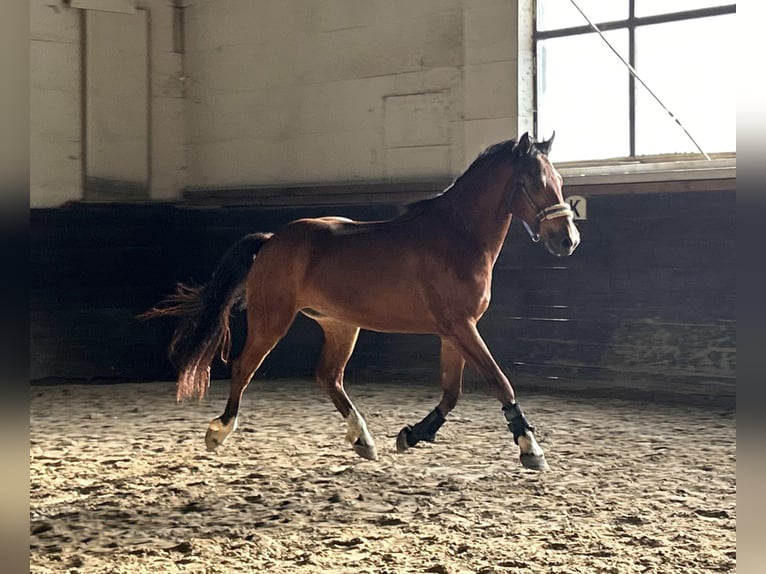 Freiberger Gelding 3 years 15.1 hh Brown in Kleinheubach