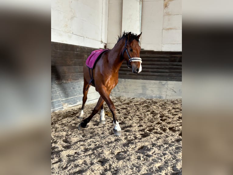 Freiberger Gelding 3 years 15.1 hh Brown in Kleinheubach