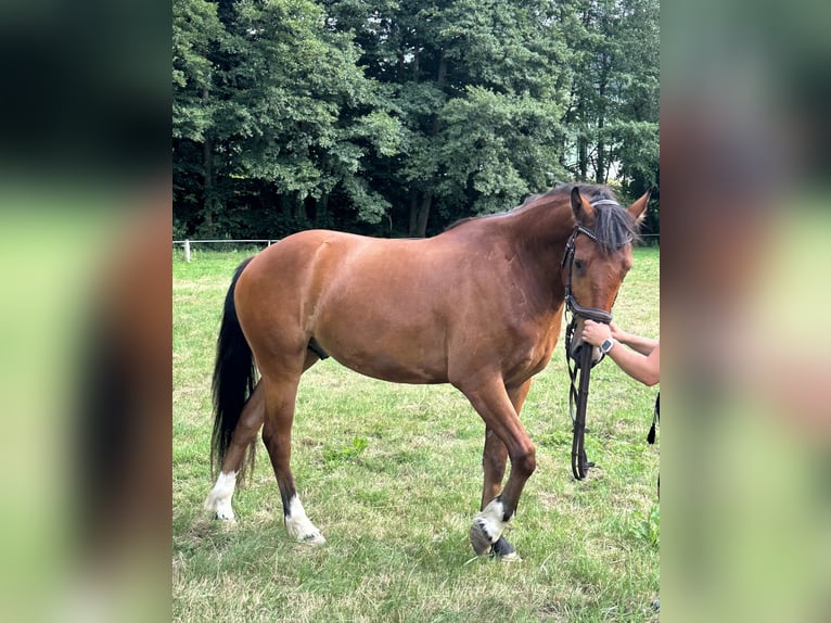 Freiberger Gelding 3 years 15.1 hh Brown in Kleinheubach