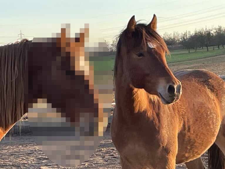 Freiberger Gelding 3 years 15,1 hh Brown in Köngen