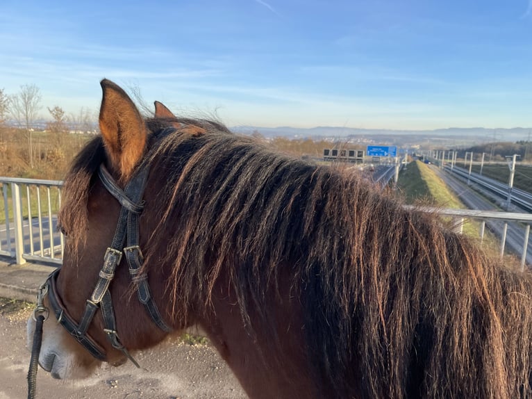 Freiberger Gelding 3 years 15,1 hh Brown in Köngen