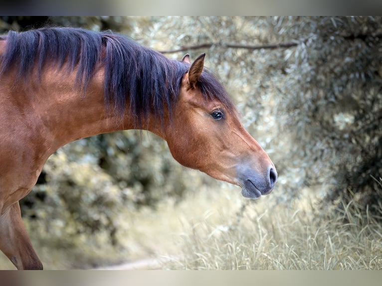 Freiberger Gelding 3 years 15,1 hh Brown in Köngen