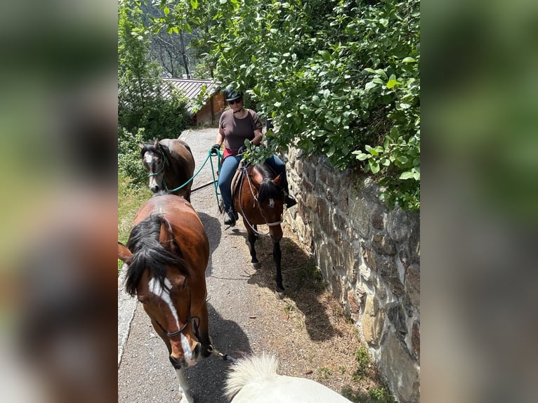 Freiberger Gelding 3 years 15.1 hh Can be white in Bitsch