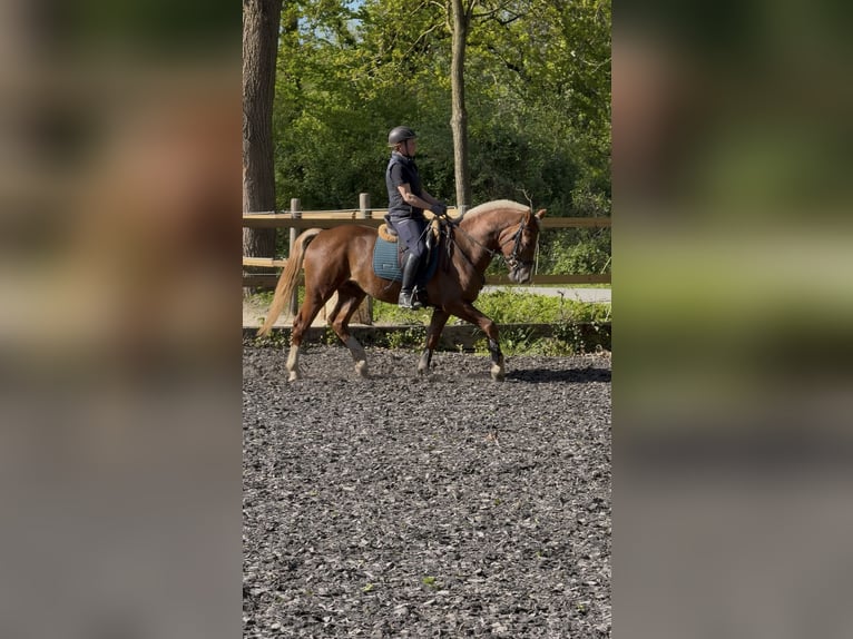 Freiberger Gelding 3 years 15.1 hh Chestnut in Paderborn