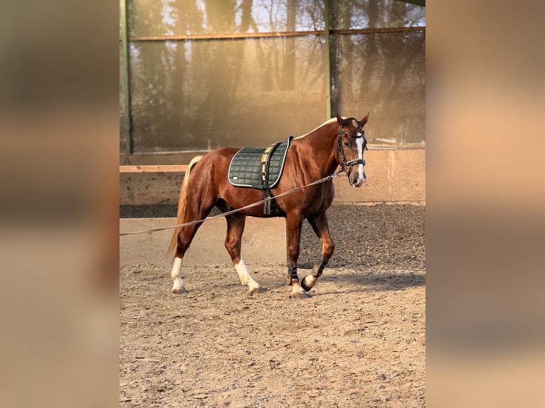 Freiberger Gelding 3 years 15.1 hh Chestnut in Paderborn