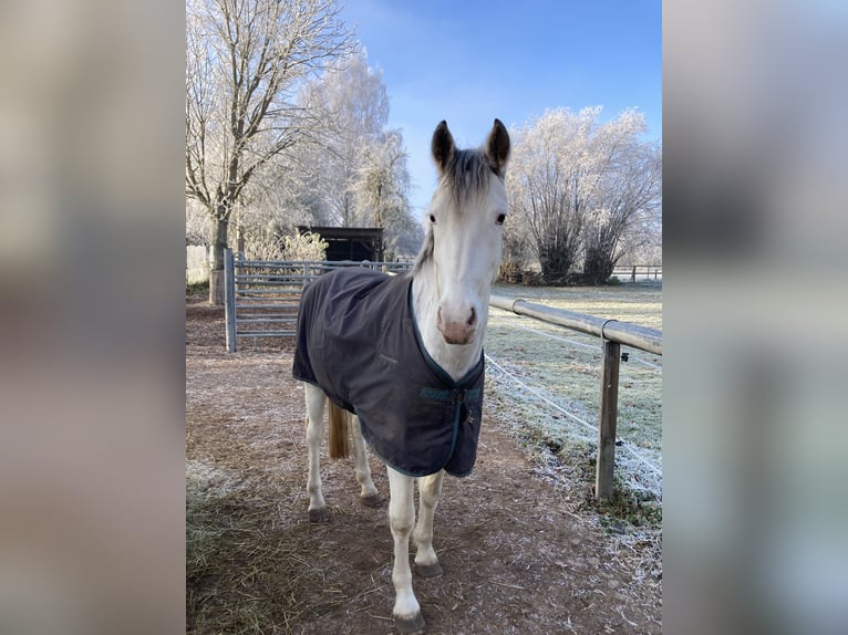 Freiberger Mix Gelding 3 years 15,1 hh White in Großengottern