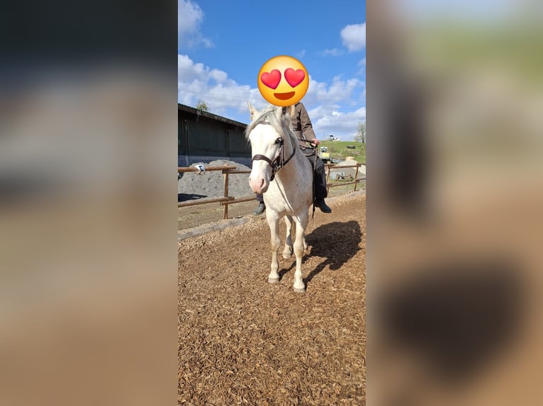 Freiberger Gelding 3 years 15.1 hh White in Breckerfeld