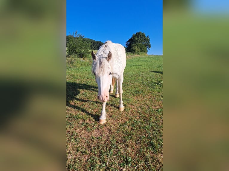 Freiberger Gelding 3 years 15.1 hh White in Breckerfeld