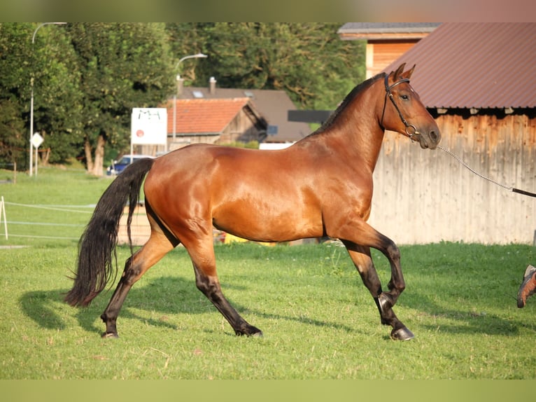 Freiberger Gelding 3 years 15,2 hh Bay-Dark in Saanen