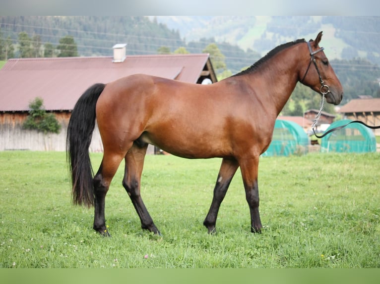 Freiberger Gelding 3 years 15,2 hh Bay-Dark in Saanen