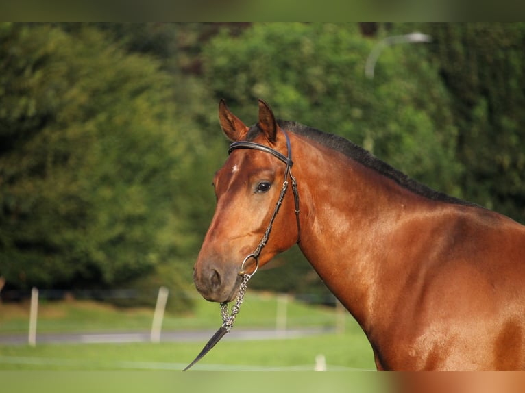 Freiberger Gelding 3 years 15,2 hh Bay-Dark in Saanen