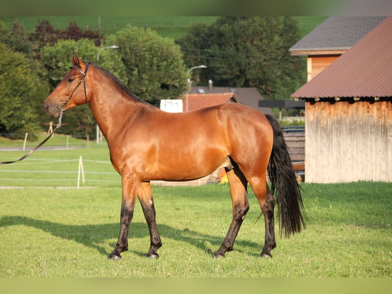 Freiberger Gelding 3 years 15,2 hh Bay-Dark in Saanen