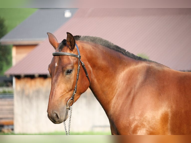 Freiberger Gelding 3 years 15,2 hh Bay-Dark in Saanen