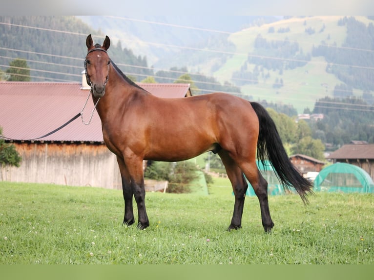 Freiberger Gelding 3 years 15,2 hh Bay-Dark in Saanen