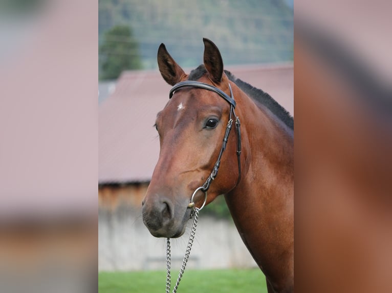 Freiberger Gelding 3 years 15,2 hh Bay-Dark in Saanen