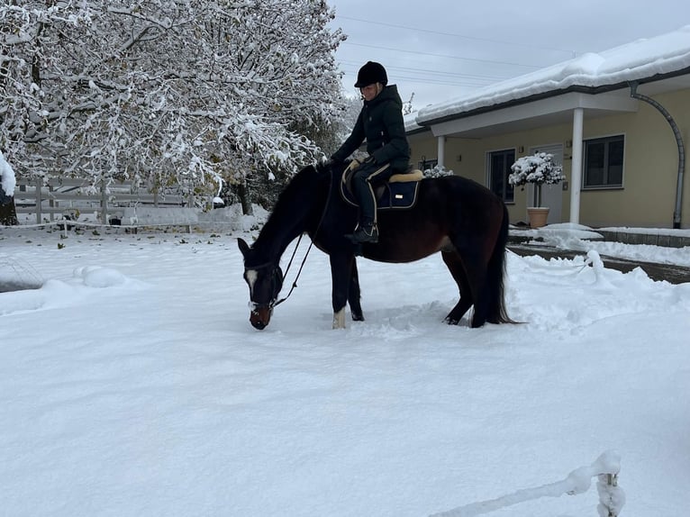 Freiberger Gelding 3 years 15,2 hh Bay-Dark in Rümmingen