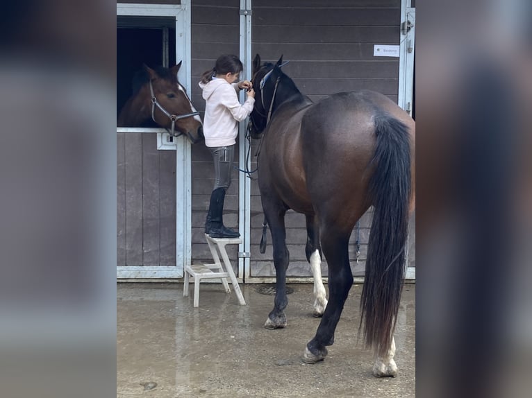 Freiberger Gelding 3 years 15,2 hh Bay-Dark in Schönholzerswilen